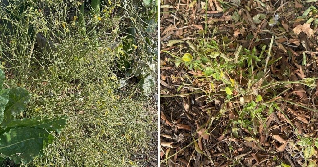 Two images showing a plant before and after severe trimming, surrounded by dry leaves and soil—perfect for illustrating pruning steps in guides on How to Grow Chiltepin.