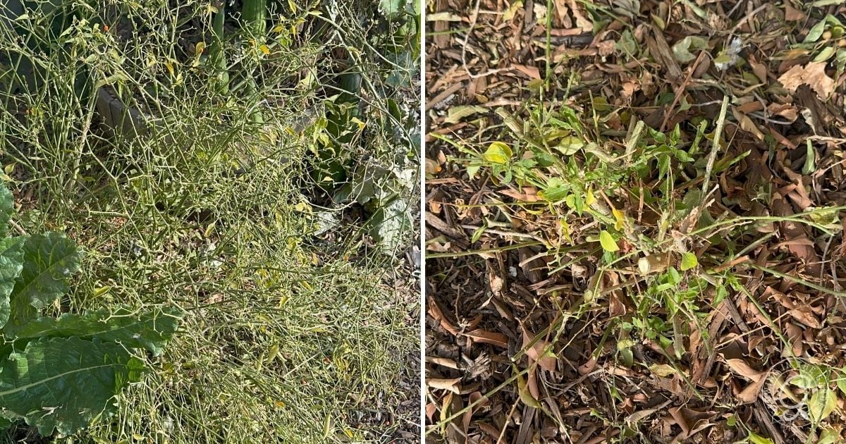 Two images showing a plant before and after severe trimming, surrounded by dry leaves and soil&mdash;perfect for illustrating pruning steps in guides on How to Grow Chiltepin.