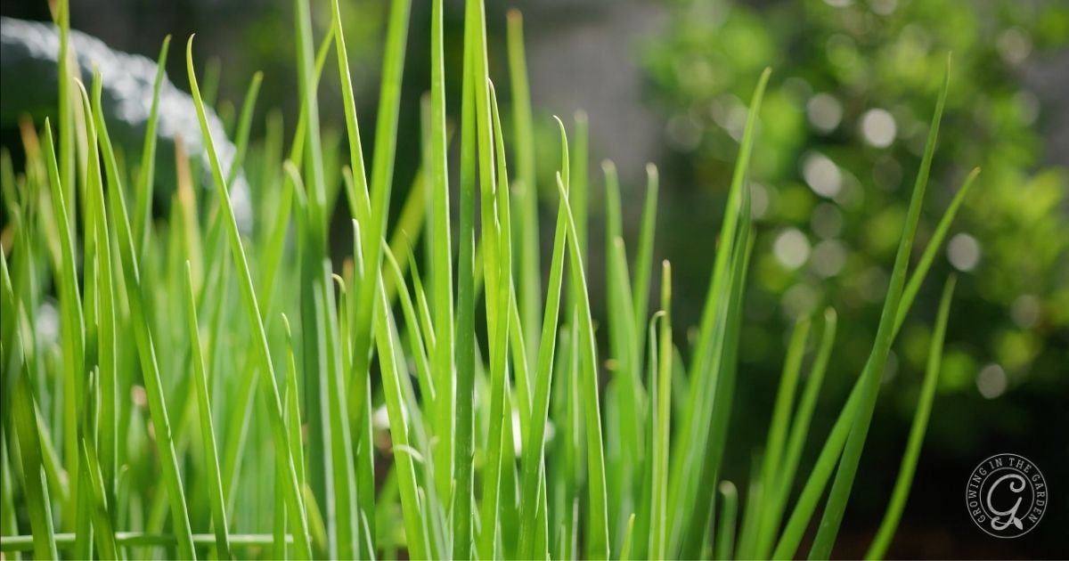 Close-up of fresh green chives growing outdoors with a blurred green background.