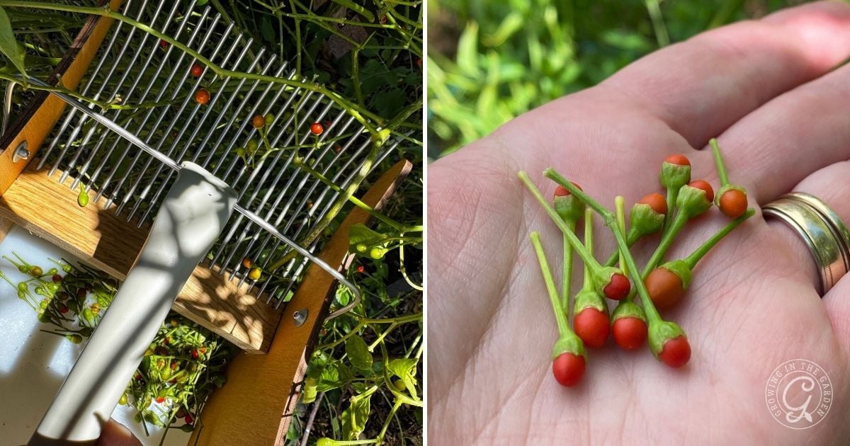 Close-up of tiny red and orange peppers on a plant and in a person&rsquo;s hand with a harvesting tool, illustrating how to grow chiltepin peppers.