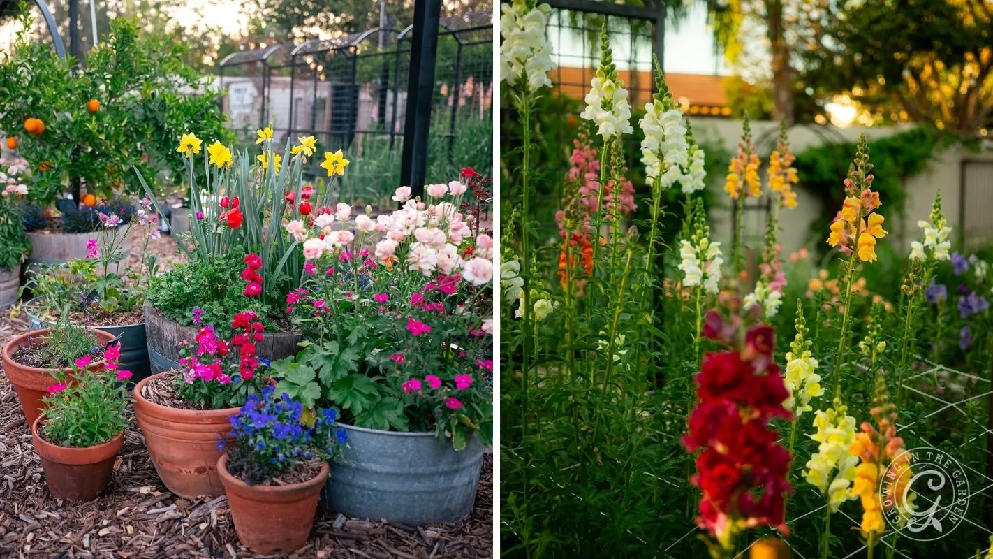 Colorful flowers in pots and garden beds, including snapdragons, blooming in a lush, sunny garden. A raised bed of cut flowers growing up through trellis netting in a low desert Arizona garden