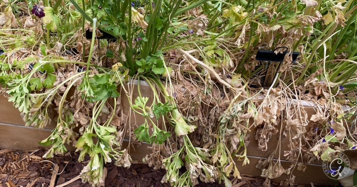 Wilting and dried plants hang over the edge of a raised garden bed, showing signs of dehydration&mdash;highlighting the importance of watering when learning how to grow bulbs in containers.