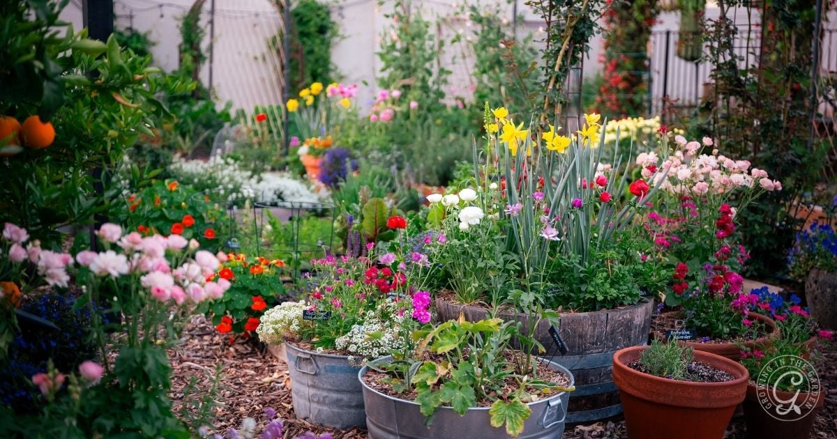 Colorful flowers bloom in various pots and barrels, showcasing a vibrant garden setting&mdash;perfect inspiration for anyone learning how to grow bulbs in containers.