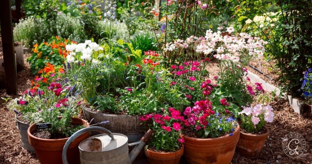 A colorful garden with blooming flowers in pots and wooden barrels, showcasing how to grow bulbs in containers, and a metal watering can in front.