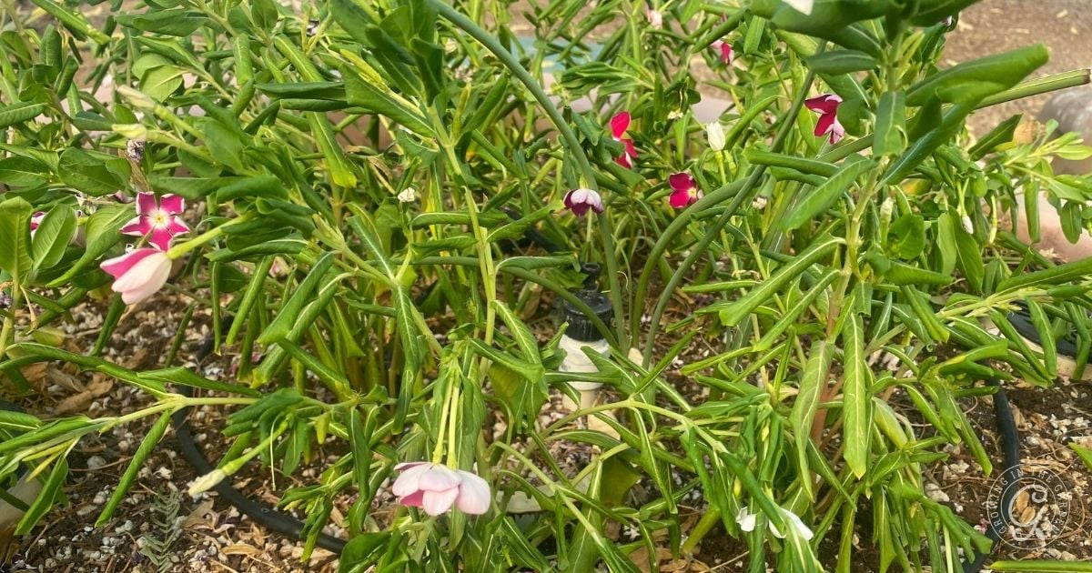 Wilted pink and white flowers with drooping green leaves in a garden bed hint at the importance of learning how to grow vinca for healthier blooms.