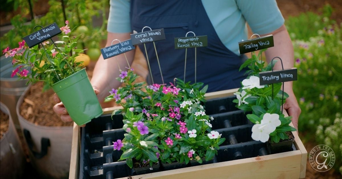 Person holding a pot and a tray of colorful flowering plants, including vinca, each labeled with a small chalkboard sign—perfect for those learning how to grow vinca in their own vibrant garden.