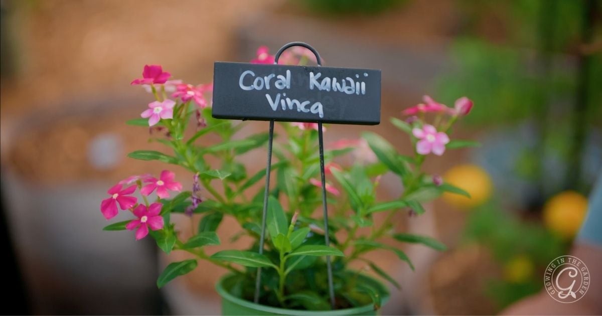 A pot of pink coral kanani vinca flowers with a label stake in the soil—perfect for those learning how to grow vinca in their own garden.
