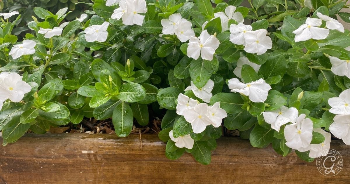 White periwinkle flowers with green leaves, wet with raindrops, thrive in a wooden planter box—a lovely example of how to grow vinca successfully.