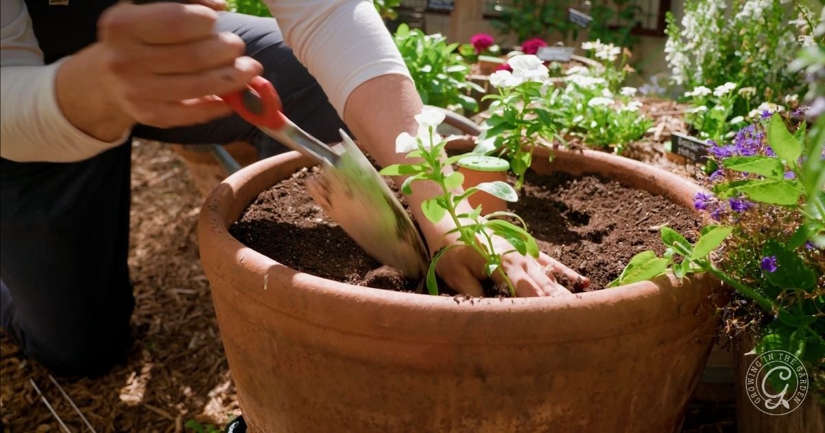 A person demonstrates how to grow vinca by planting flowers in a large terracotta pot with a small hand shovel.