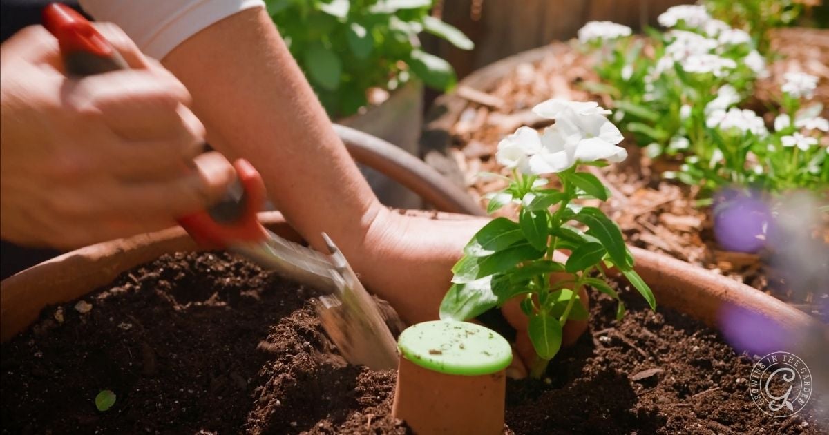 A person planting a white flower in soil with a small hand trowel, demonstrating how to grow vinca in a garden.