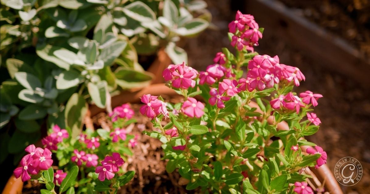 Bright pink vinca flowers blooming in a garden bed, surrounded by green leaves and sunlight. Learn how to grow vinca for vibrant color all season long.