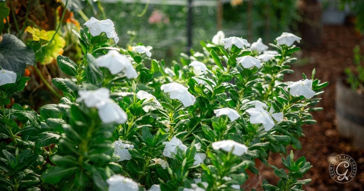 White periwinkle flowers bloom in a garden with green leaves and sunlight in the background, offering a lovely scene for anyone learning how to grow vinca successfully.