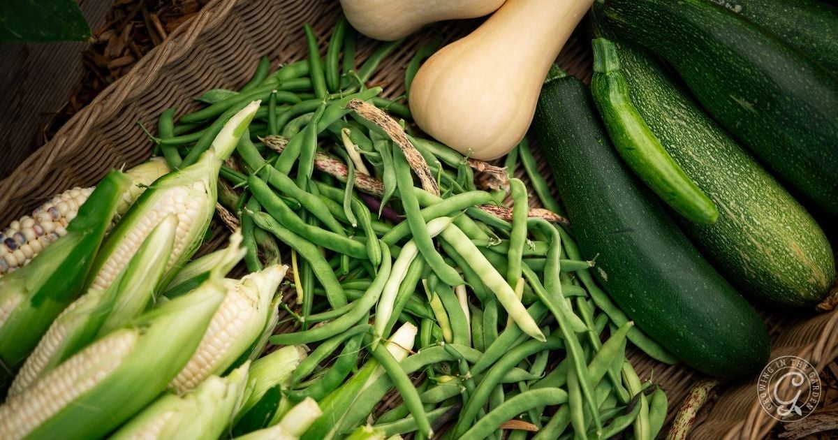 Fresh corn, green beans, zucchini, and butternut squash arranged in a wooden basket&mdash;perfect inspiration for planting your own three sisters garden.