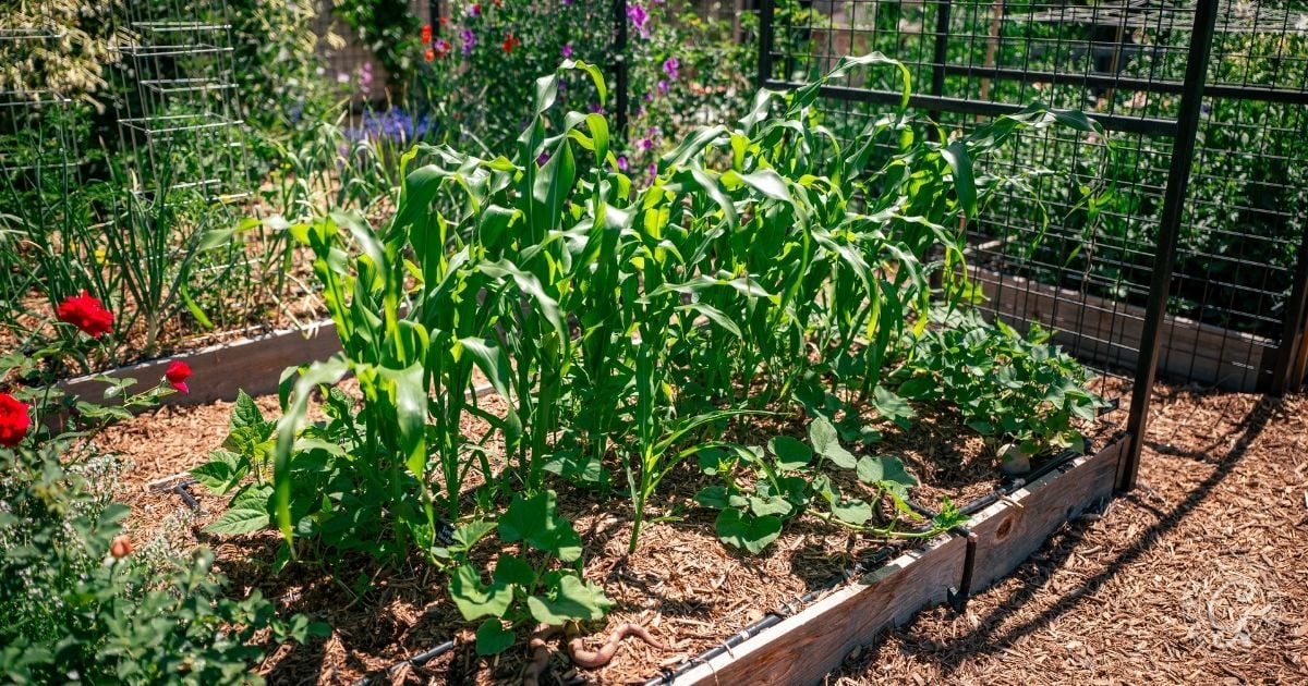 Raised garden bed with young corn plants and other vegetables growing in a sunny, mulched garden area&mdash;perfect for creating a three sisters garden in raised bed spaces.
