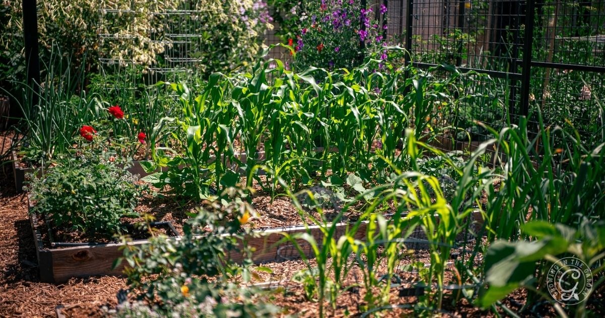 Raised garden beds with tall green plants, flowers, and mulch, surrounded by a metal fence in sunlight&mdash;a beautiful example of how to grow a three sisters garden in a raised bed.