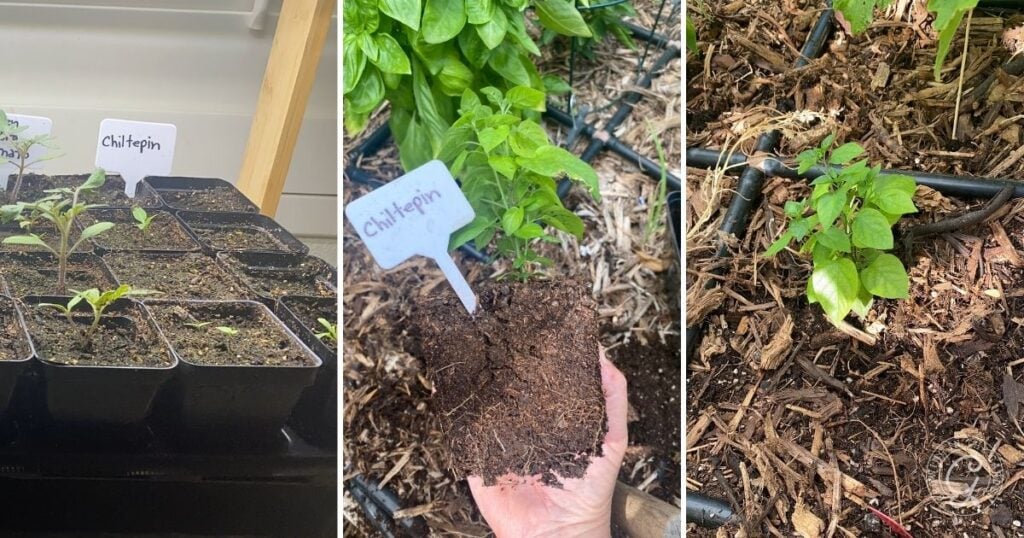 Three photos show how to grow chiltepin: seedlings indoors, transplanting, and a seedling thriving in a garden bed.