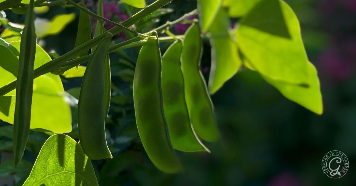 Green bean pods hanging from a plant with bright green leaves and sunlight in the background.