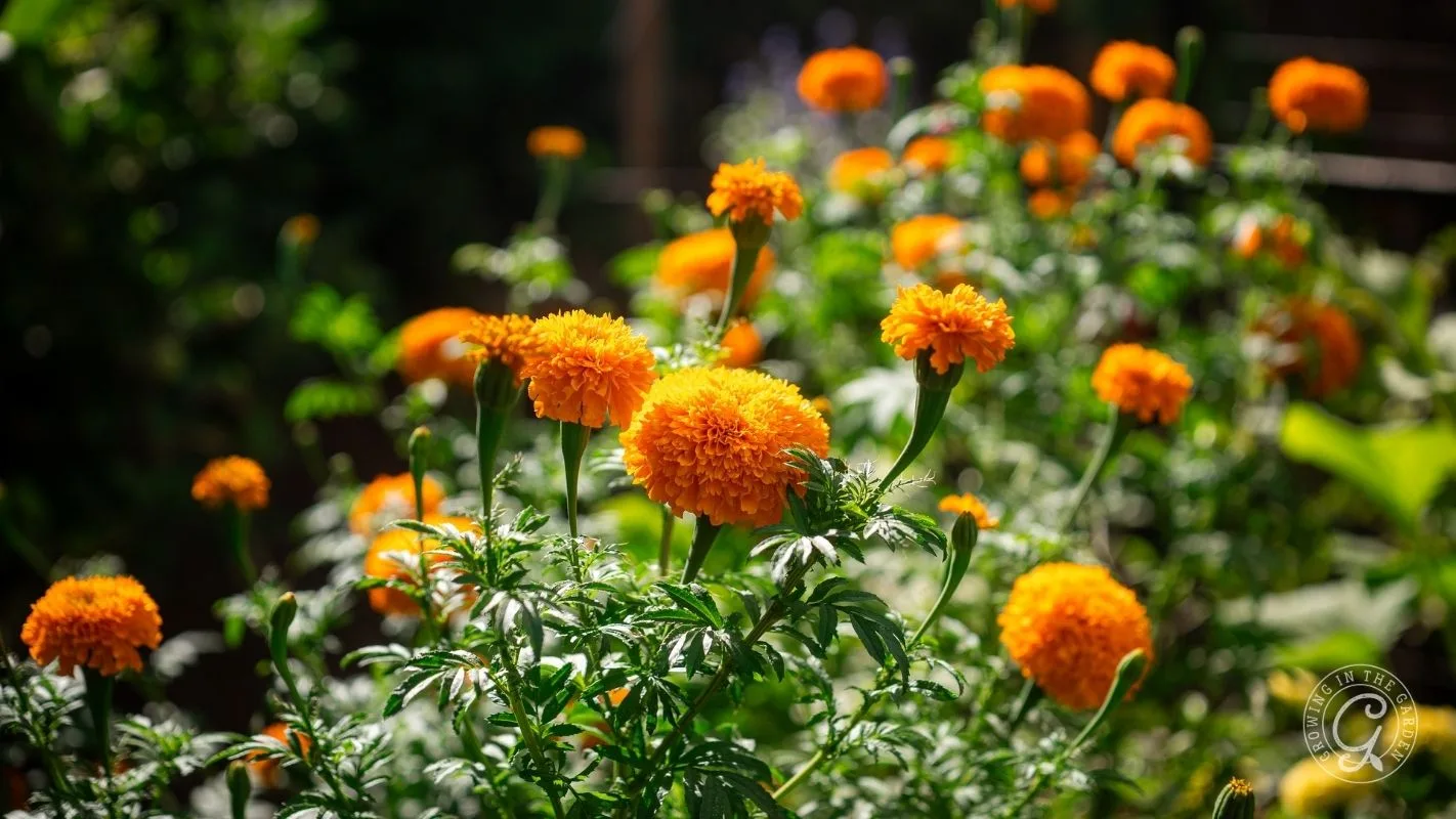 Bright orange marigold flowers blooming in a sunlit garden with green foliage in the background.