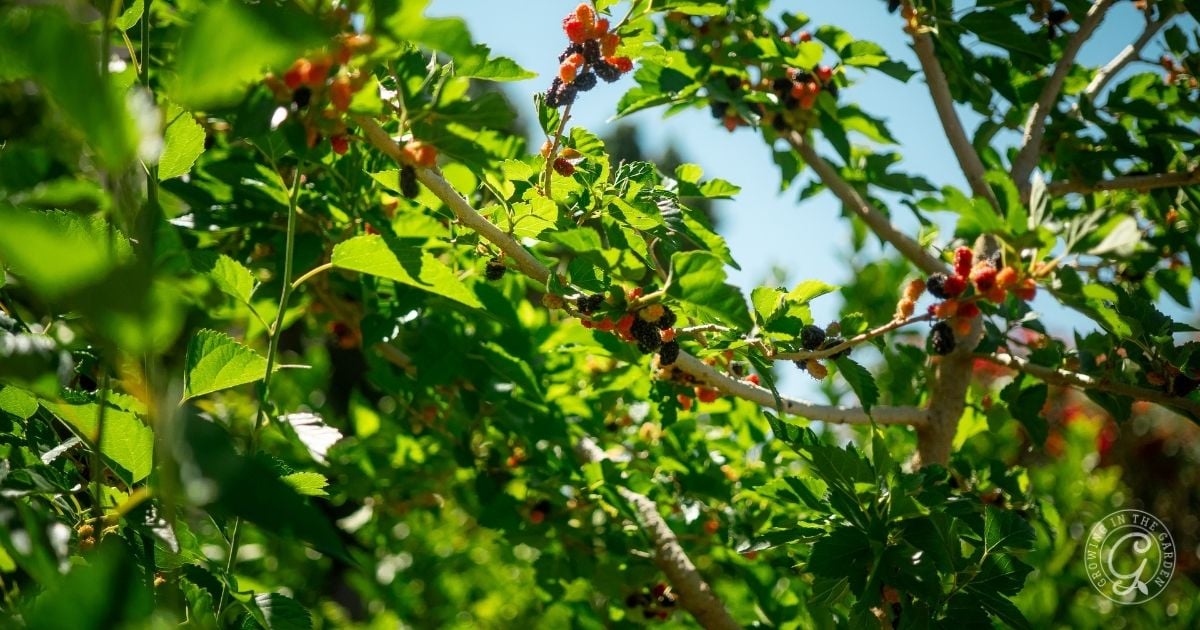 Sunlit branches with clusters of ripe and unripe mulberries among green leaves in a garden, as featured in the Arizona Fruit Planting Guide.