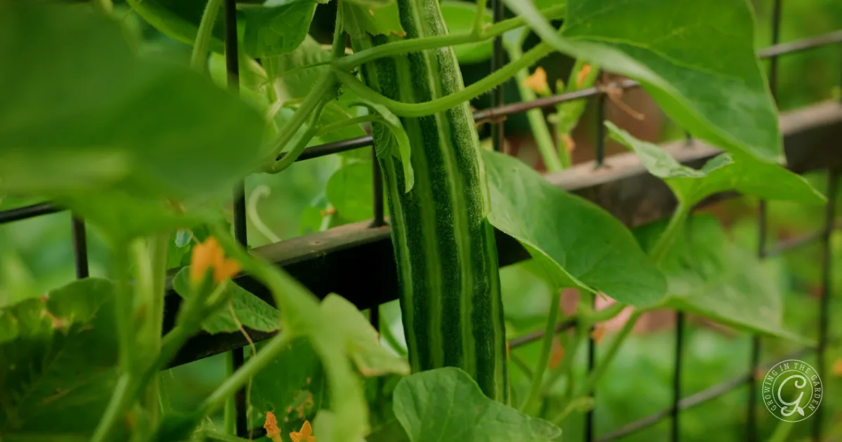 Long green cucumber growing on a vine, supported by a metal garden trellis with lush leaves around it.