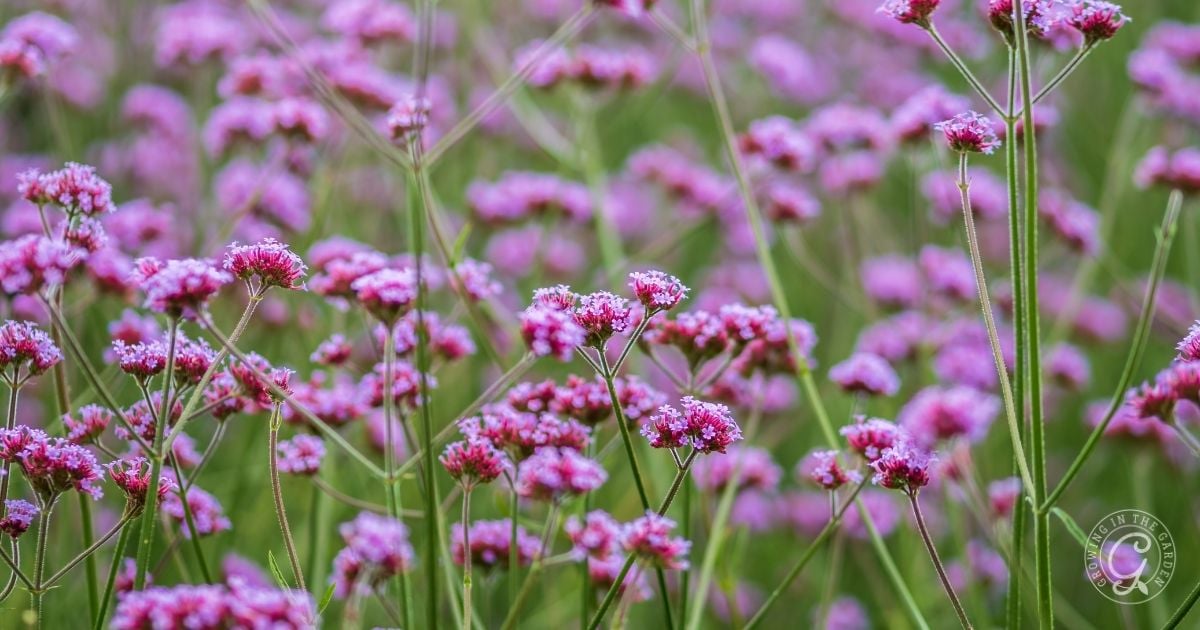 Clusters of tall, slender green stems with small, bright pink flowers growing in a field.