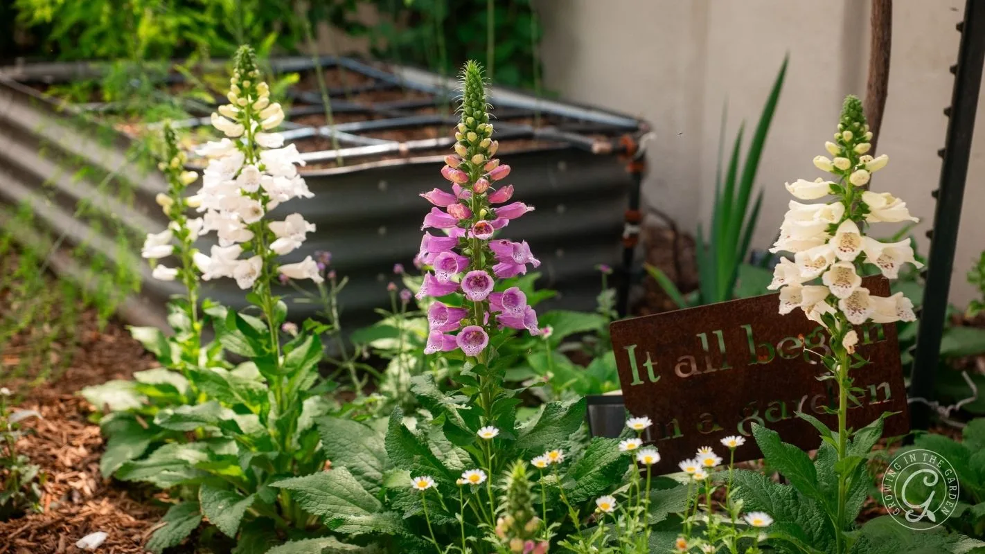 Pink and white foxgloves and daisies grow beside a garden bed and a sign that reads, It all began in a garden in an Arizona garden.