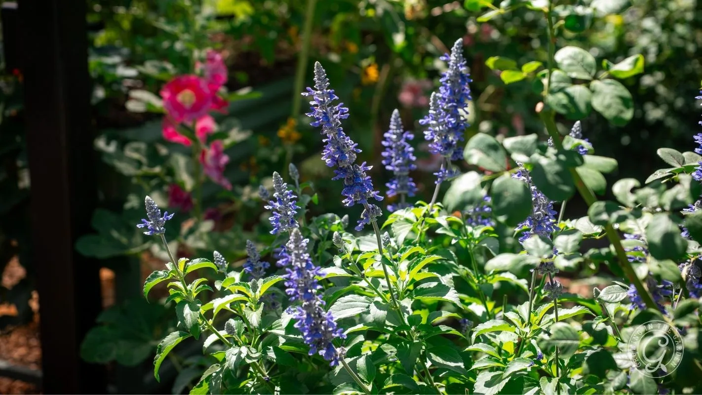 Purple-blue flowers bloom in a sunlit garden, with green leaves and pink flowers blurred in the background.