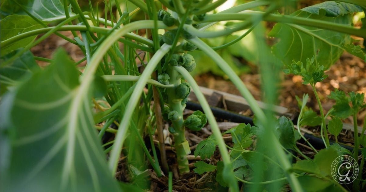 Brussels sprouts growing on a stalk in a garden bed surrounded by green leaves and plants.