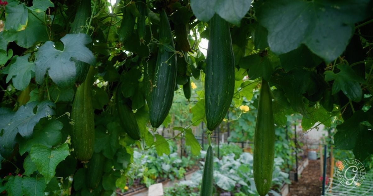 Green luffa gourds hanging from a vine with lush leaves in a garden setting.