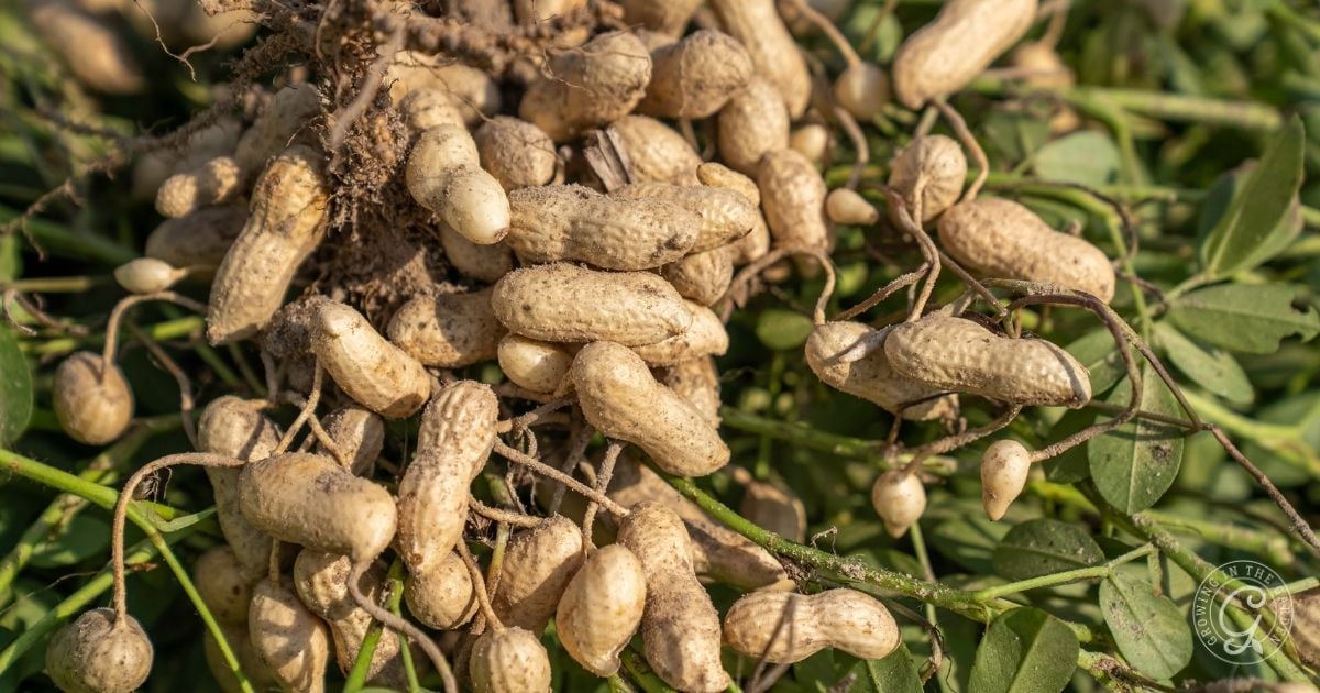 Freshly harvested peanuts still attached to their roots and surrounded by green leaves.