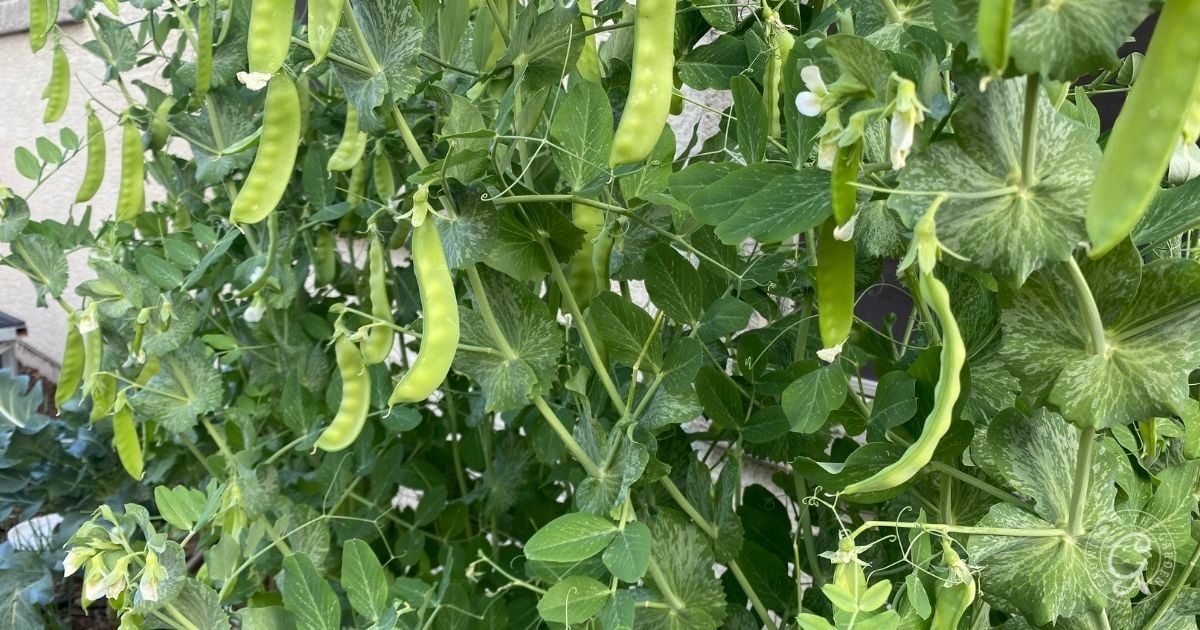 Green pea pods growing on a leafy vine with several pods hanging and some white flowers visible.