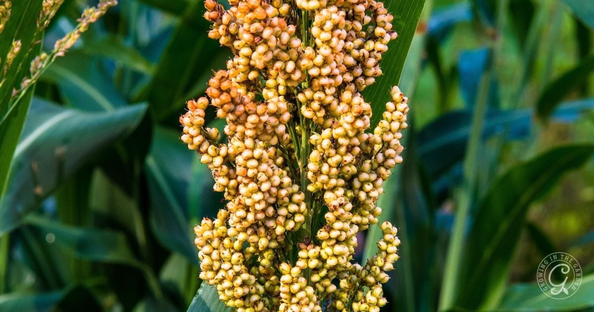Close-up of a sorghum plant with clusters of small yellow-orange seeds and green leaves in the background.