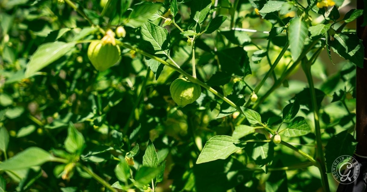 Green tomatillos growing on a leafy plant in bright sunlight.