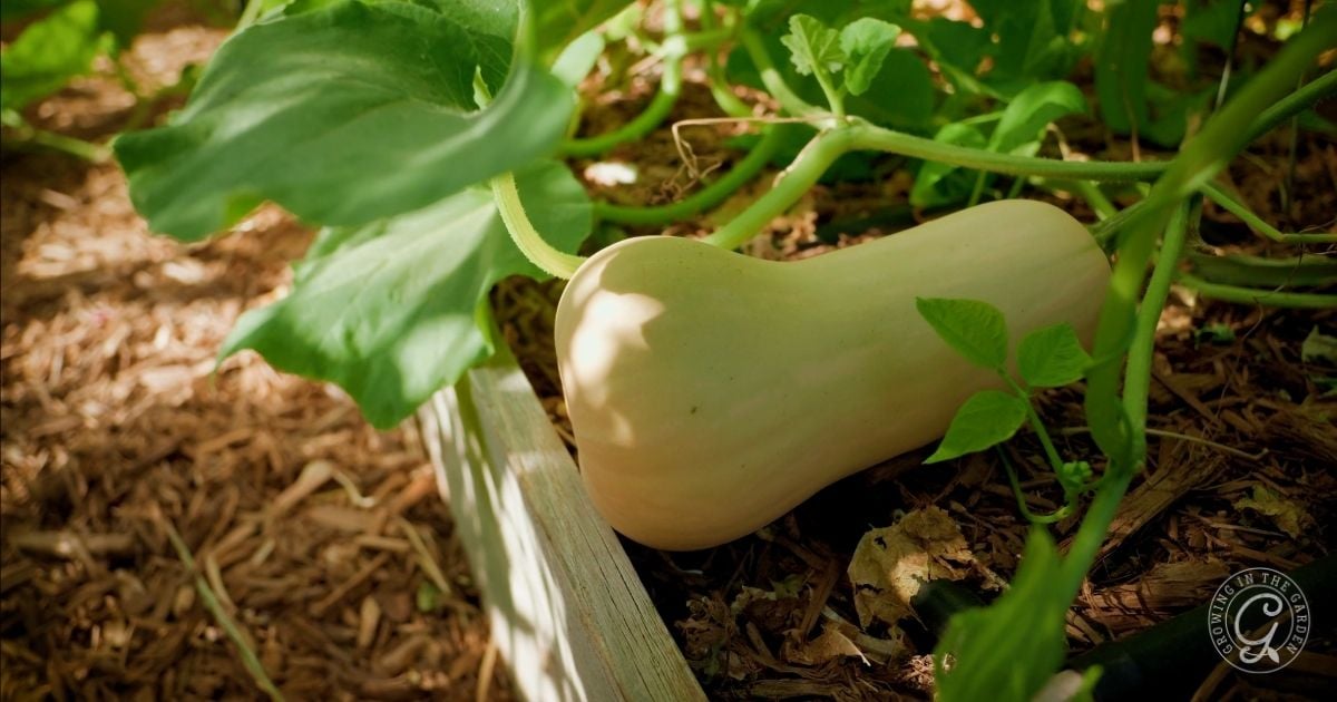 Butternut squash growing on a vine in a garden bed with green leaves and mulch.