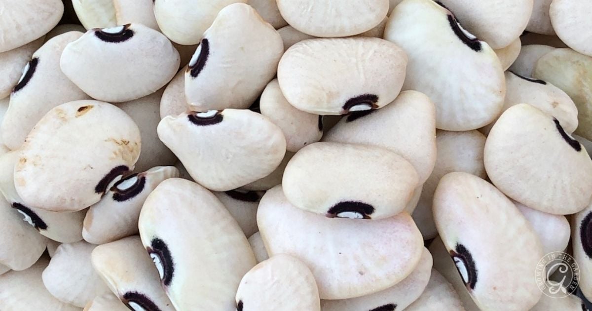 learning how to grow lima beans.