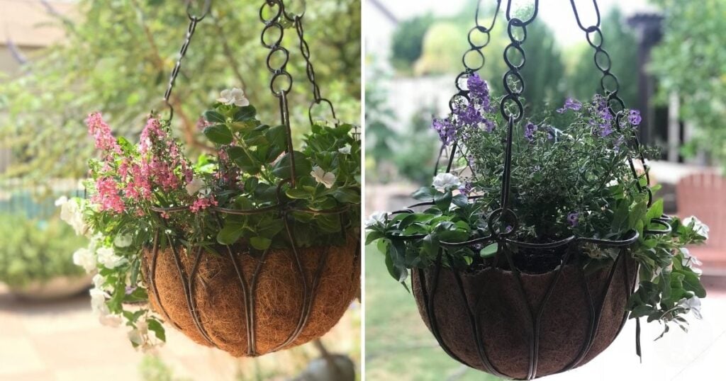 Two hanging baskets filled with colorful blooming flowers, including hints on how to grow angelonia, are displayed outdoors in a vibrant garden setting.