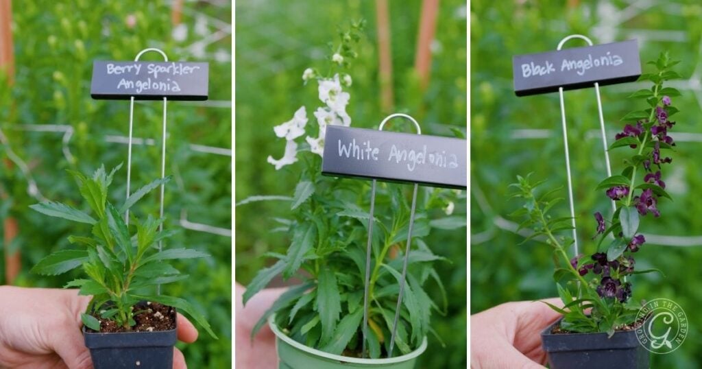Three potted Angelonia plants labeled Berry Sparkler, White, and Black Angelonia, held outdoors—a beautiful start if you’re learning how to grow angelonia.