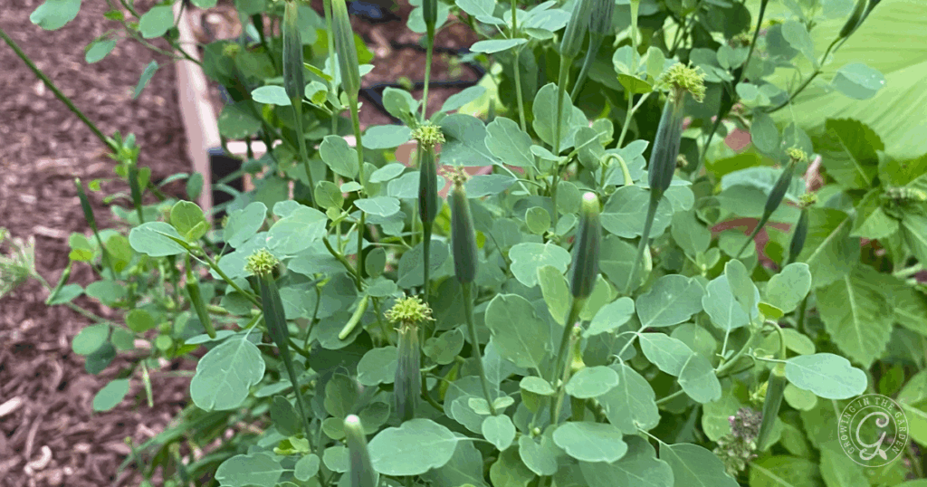 Green leafy Papalo plant with small yellow-green flower buds growing in a garden bed, surrounded by mulch. Learn how to grow Papalo from seed for a fresh addition to your herb garden.