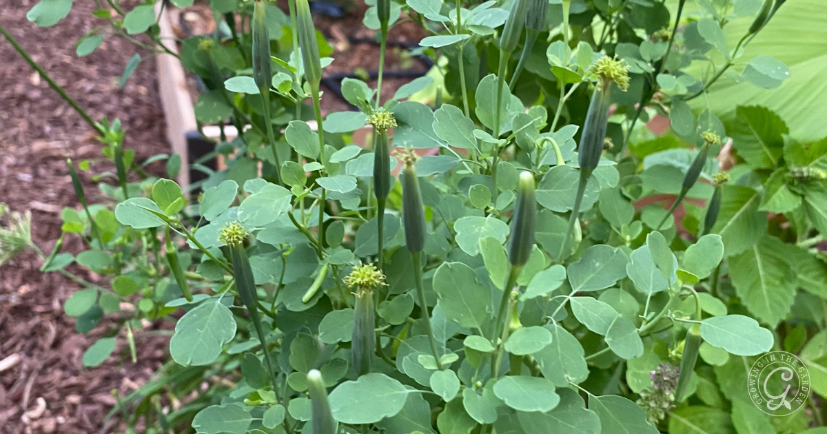 Green leafy Papalo plant with small yellow-green flower buds growing in a garden bed, surrounded by mulch. Learn how to grow Papalo from seed for a fresh addition to your herb garden.