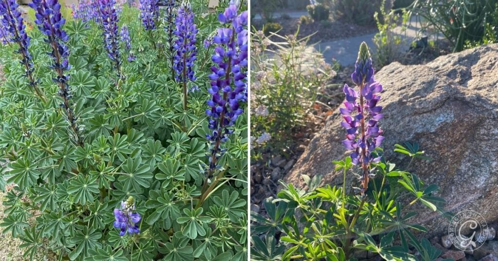 Close-up of purple lupine flowers and green leaves outdoors, with sunlight and rocks in the background—perfect inspiration for those interested in growing arroyo lupine in Arizona gardens.