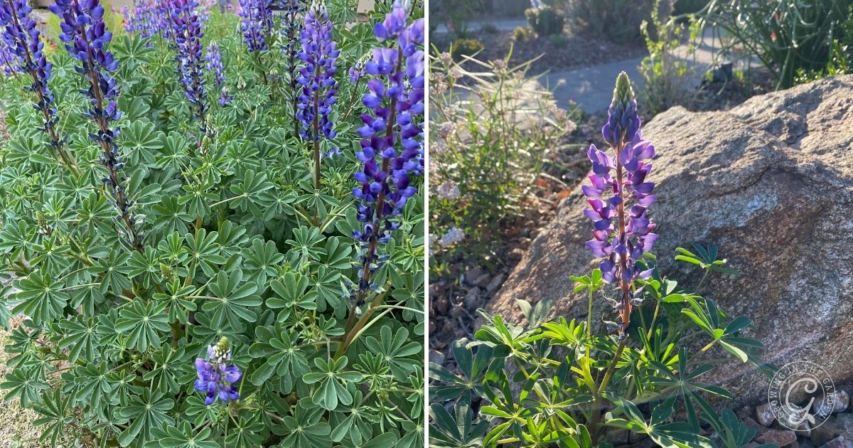 Close-up of purple lupine flowers and green leaves outdoors, with sunlight and rocks in the background&mdash;perfect inspiration for those interested in growing arroyo lupine in Arizona gardens.