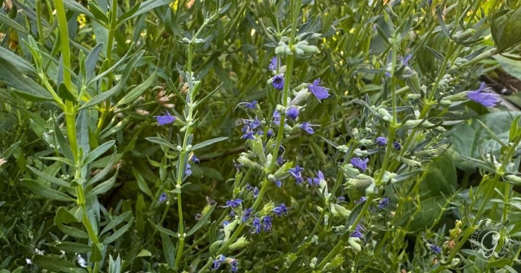 Green stems with small purple flowers growing densely among green leaves in a natural outdoor setting, perfect for those interested in Planting Hyssop or learning about Hyssop Care.
