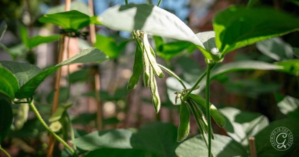 Green soybean pods growing on a plant, surrounded by lush green leaves in sunlight—a perfect example for those learning how to grow edamame at home.