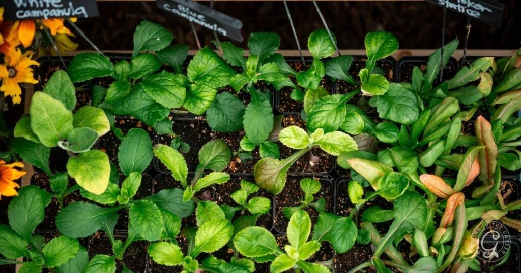 Top view of young green plants in small pots, with plant labels and flowers—including delicate Campanula Canterbury Bells—visible in the corners, capturing early stages as these beautiful blooms begin to grow.