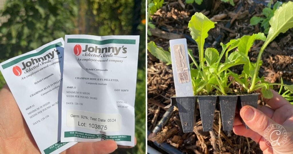 Two hands hold Canterbury Bells seed packets on the left, while Campanula seedlings in small pots are shown growing on the right.