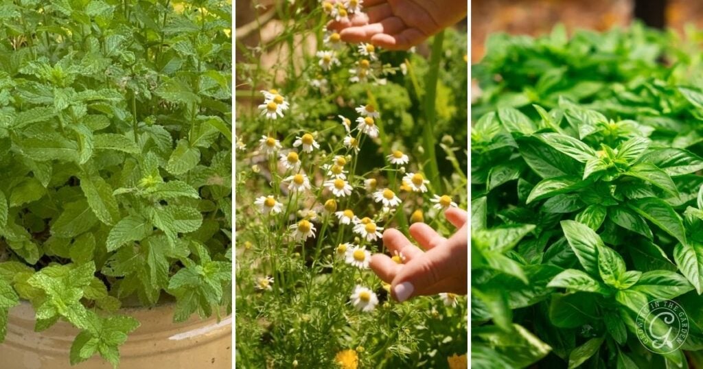 Mint in a pot, hands touching chamomile flowers, fresh basil plants growing in a garden, and stevia thriving among the herbs.