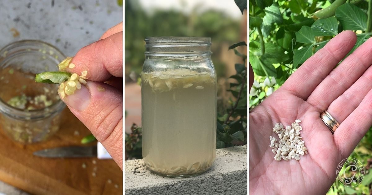 Three images show how to save seeds: squeezing seeds from a tomato, fermenting the tomato seeds in a jar, and holding dried seeds in a hand.