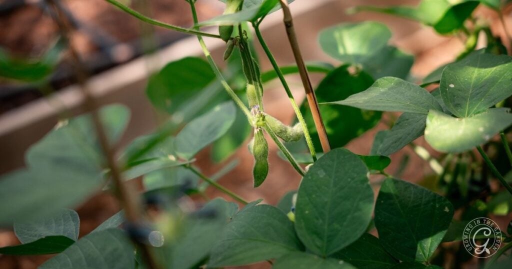 Close-up of green soybean pods growing on a plant with broad leaves in natural sunlight, showing an early stage of how to grow edamame successfully.