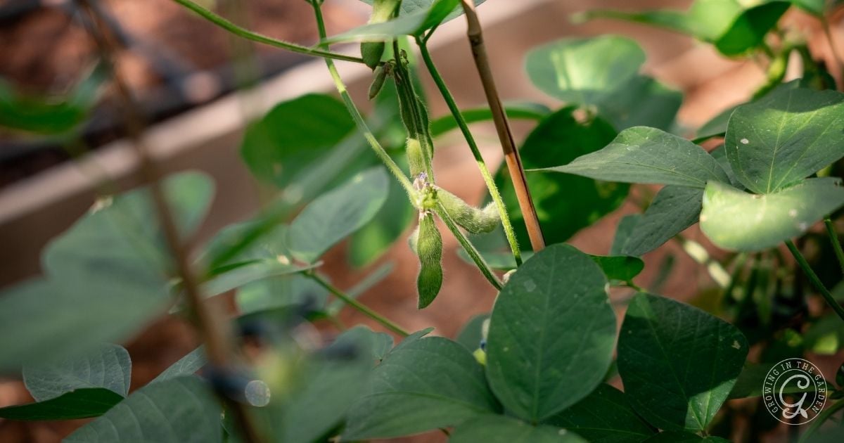 How To Grow Edamame Growing In The Garden