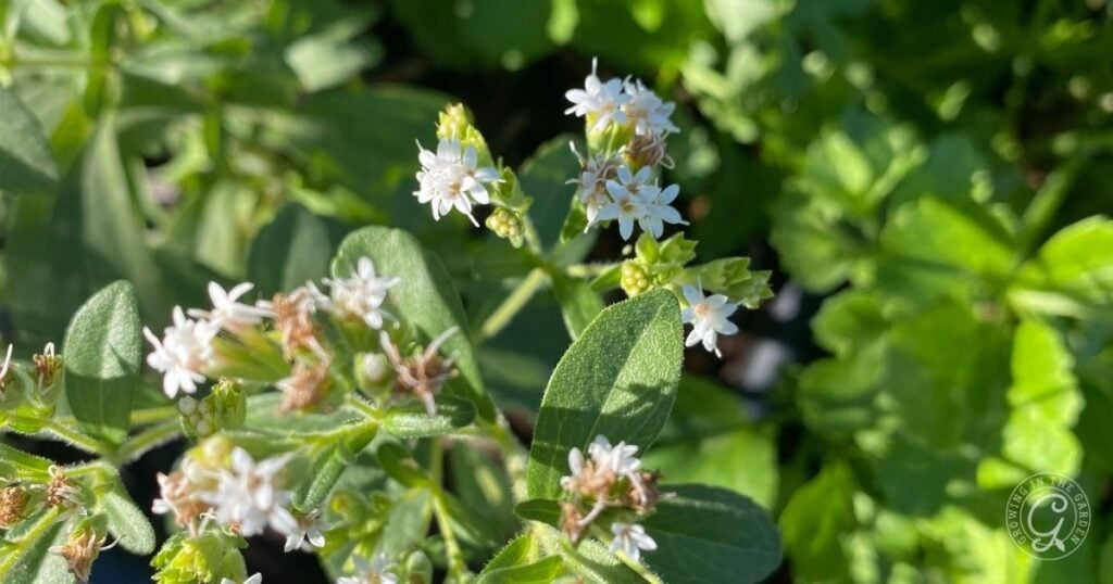 Close-up of small white Stevia flowers and green leaves in bright sunlight, highlighting how easy it is to grow Stevia at home.